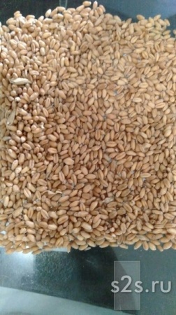 Wheat corn from Russia