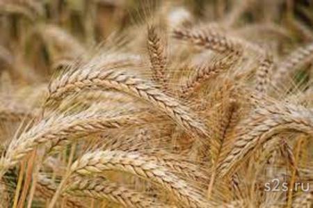 Семена озимой пшеницы полба янтара