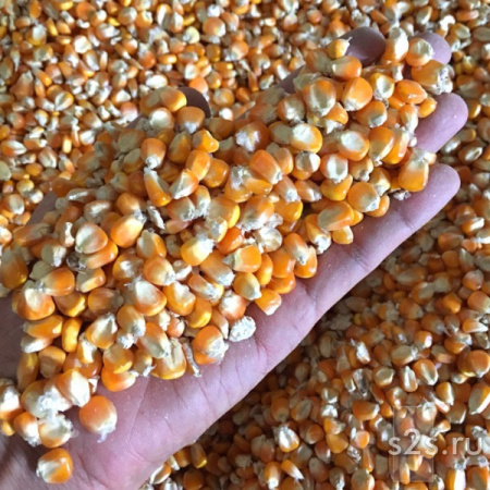 Кукуруза в Воронеже цена